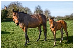 11 Stanley House Stud, Newmarket  Mother and Foal