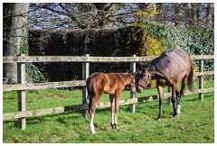 18 Stanley House Stud, Newmarket  Mother and foal