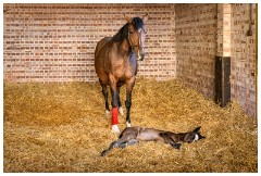 20 Stanley House Stud, Newmarket  One Day Old