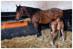 06 Stanley House Stud, Newmarket  Mother and Young Foal