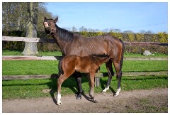 16 Stanley House Stud, Newmarket  Not Happy with the Photographers