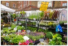09 London  Columbia Road Sunday Flower Market