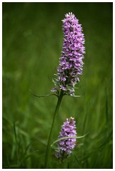 04 Norfolk June  Orchid, Blickling Hall