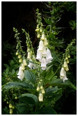 05 Norfolk June  Foxgloves, Blickling Hall