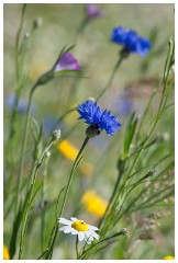 09 Norfolk June  Wild Flower Meadow, Hindolveston