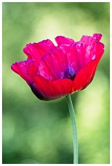 10 Norfolk June  Poppy, Hindolveston