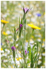 11 Norfolk June  Wild Flower Meadow, Hindolveston