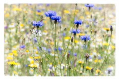 12 Norfolk June  Wild Flower Meadow, Hindolveston