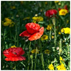 14 Norfolk June  Wild Flower Meadow, Hindolveston