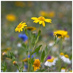 15 Norfolk June  Wild Flower Meadow, Hindolveston