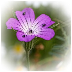 16 Norfolk June  Wild Flower Meadow, Hindolveston
