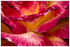 17 Norfolk June  Rose, Hindolveston