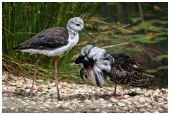 18 Norfolk June  Black Winged Stilt and Ruff, Pensthorpe