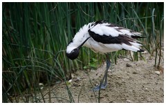 22 Norfolk June  Avocet, Pensthorpe