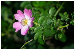 24 Norfolk June  Wild Rose, Pensthorpe