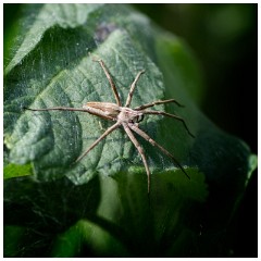 26 Norfolk June  Pensthorpe, Spider