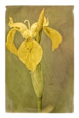 29 Norfolk June  Iris in Art, Pensthorpe