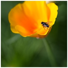 40 Norfolk June  Californian Poppy, Felbrigg Hall