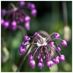 41 Norfolk June  Felbrigg Hall
