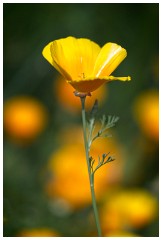 45 Norfolk June  Felbrigg Hall Poppies