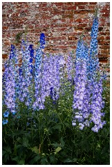 46 Norfolk June  Felbrigg Hall Delphiniums