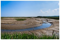 60 Norfolk June  Titchwell Marsh Reserve