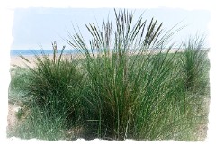 61 Norfolk June  Titchwell Marsh Beach