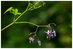 66 Norfolk June  Titchwell Marsh Reserve, Woody Nightshade