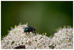 67 Norfolk June  Fly, Titchwell Marsh Reserve