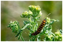 68 Norfolk June  Titchwell Marsh Reserve