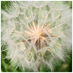70 Norfolk June  Large Sized Dandelion, Titchwell Marsh Reserve