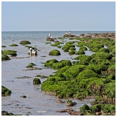 74 Norfolk June  Hunstanton Beach