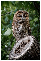 01 The English Falconry School  Owl