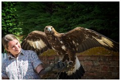 02 The English Falconry School  Golden Eagle