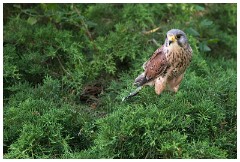 03 The English Falconry School  Falcon