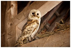 04 The English Falconry School  Barn Owl