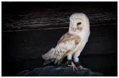 05 The English Falconry School  Barn Owl