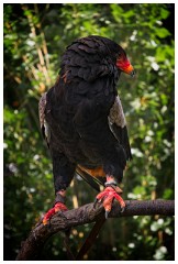 06 The English Falconry School  Bateleur Eagle