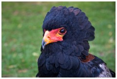 07 The English Falconry School  Bateleur Eagle