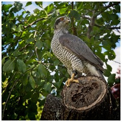 08 The English Falconry School  Peregrine Falcon