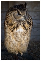 09 The English Falconry School  Owl