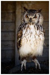 10 The English Falconry School  Owl