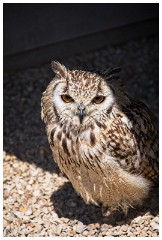 11 The English Falconry School  Owl