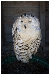 12 The English Falconry School  Snowy Owl