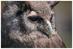 13 The English Falconry School  Owl