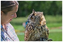 14 The English Falconry School  Owl