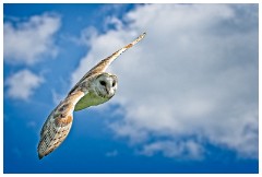 15 The English Falconry School  Owl