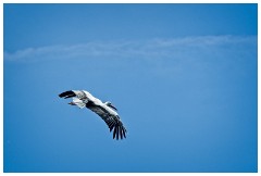 16 The English Falconry School  Stork