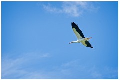 17 The English Falconry School  Stork