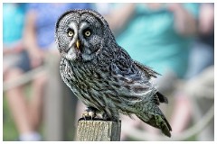 18 The English Falconry School  Owl